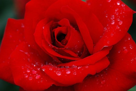 flower3.jpg